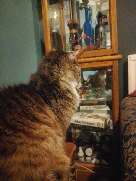 Carry On Catting - the Excellent Cats do what they do best