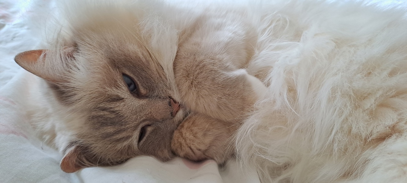 Thanks for the cat photos!