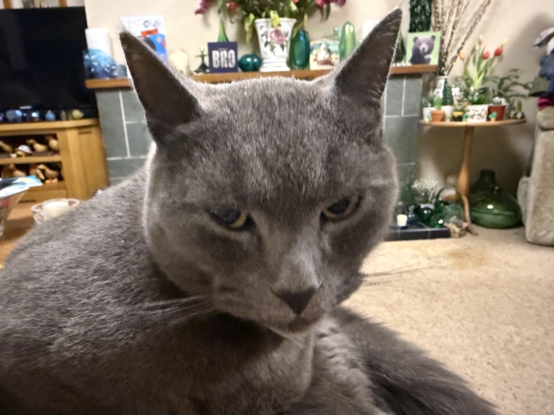 Carry On Catting - the Excellent Cats do what they do best