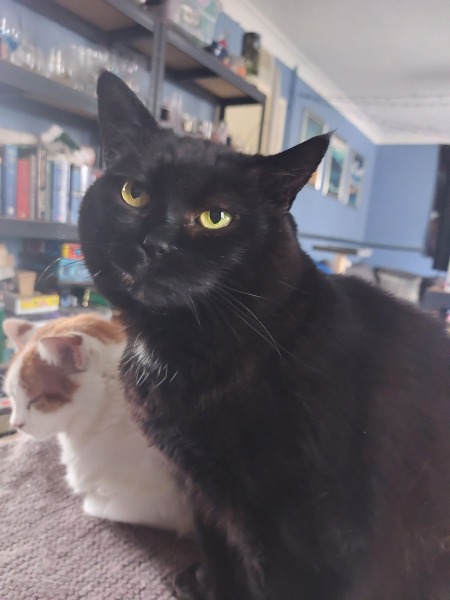 Beware the Ides of March - Trump Thread #156