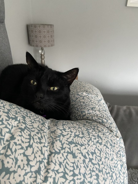 Thanks for the cat photos!