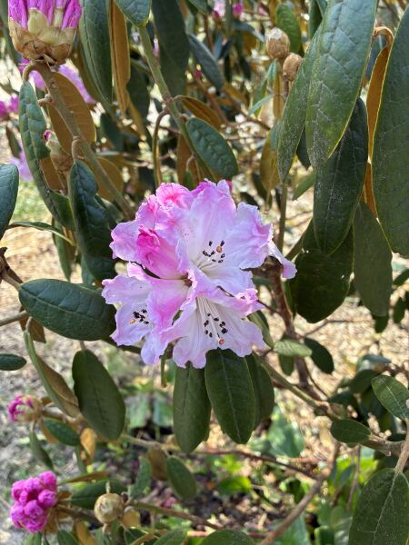 Year round Nigel Slater discussion thread - Part 3