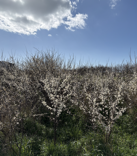 Year round Nigel Slater discussion thread - Part 3