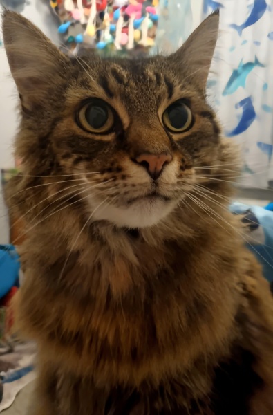 Show me your old cats.