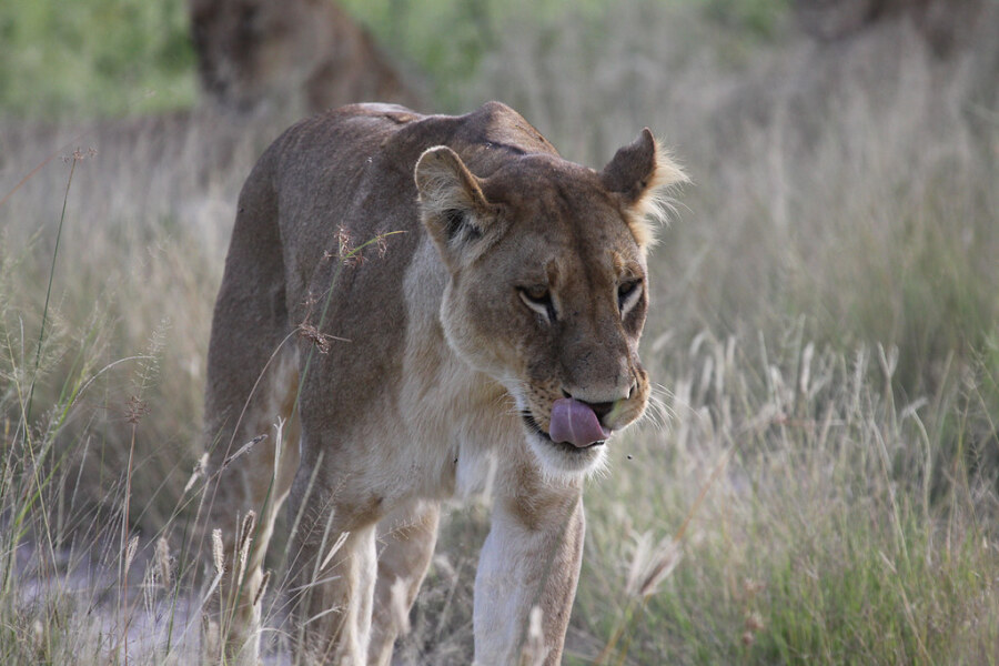 The Bluestocking - Best Pub on the Internet