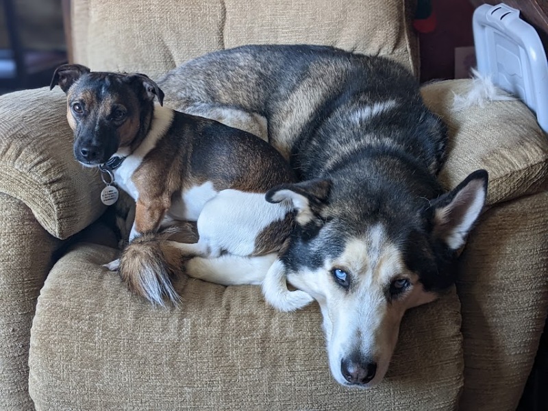 Wolves in people’s houses