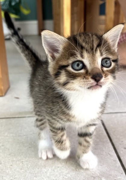 Settling room for new kitten