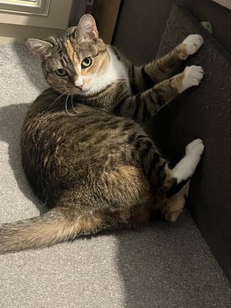 Carry On Catting - the Excellent Cats do what they do best