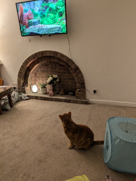 Carry On Catting - the Excellent Cats do what they do best