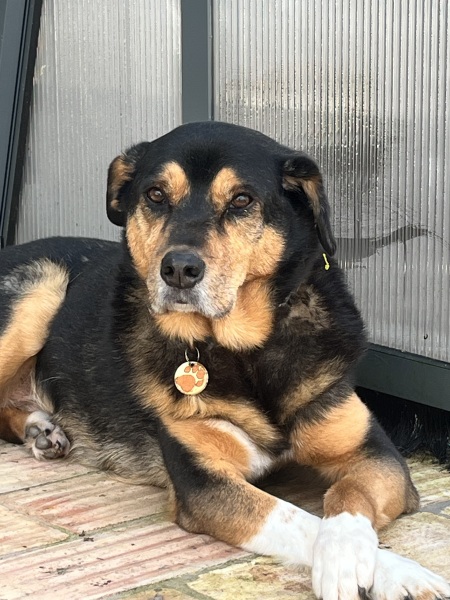 Considering adopting a 9 year old rescue dog, any advice?