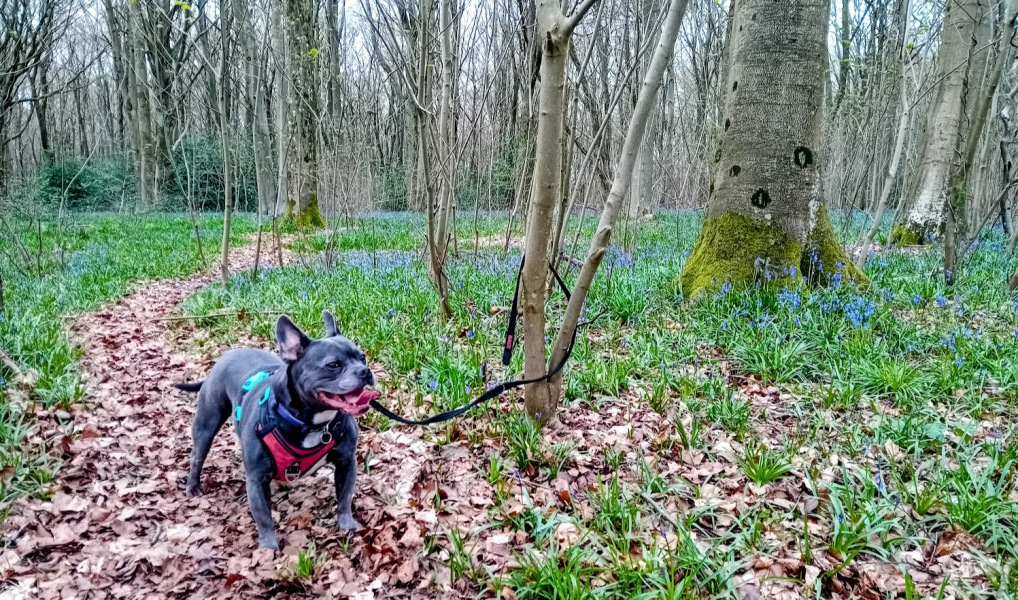 The Continuing Support Thread for Anyone Trying to Lead an Alcohol-Free Life Spring into Summer 2026