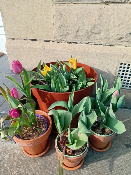 Tulip bulbs - plant BEFORE or AFTER the first frost?