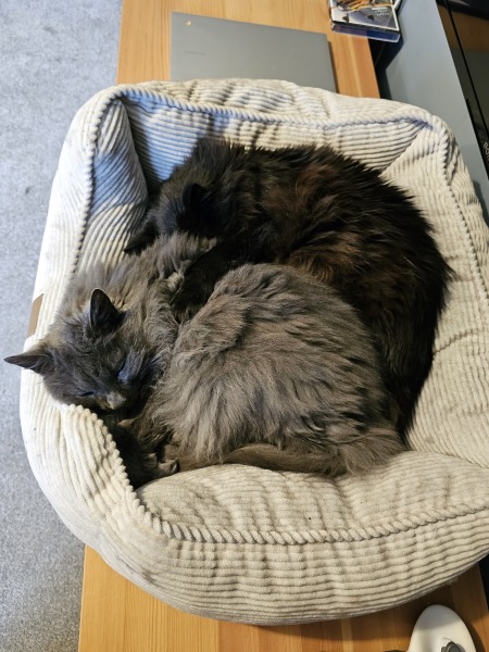 Thread 45 Starmer: Una nación que olvida su pasado no tiene futuro.