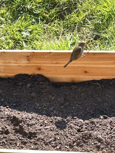 What have you done in the garden today? Part 8