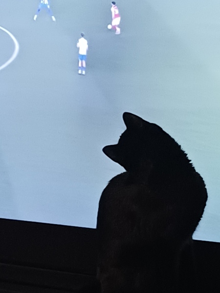 Thanks for the cat photos!