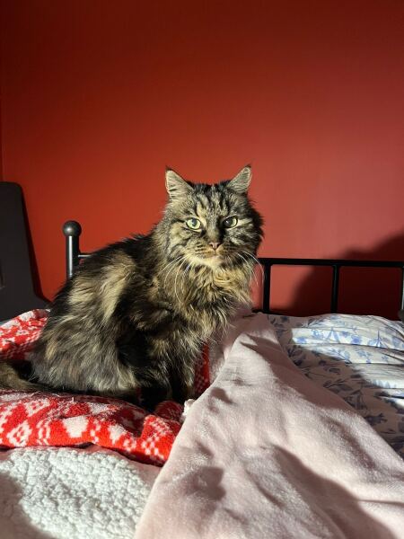 Ageing Cat. Support.