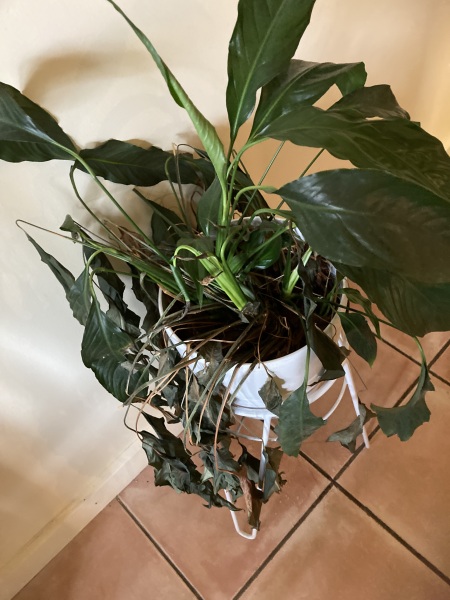 Thanking my Agent of The Patriarchy for his help during a long illness