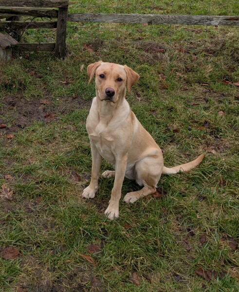 Transitioning lab puppy to adult food