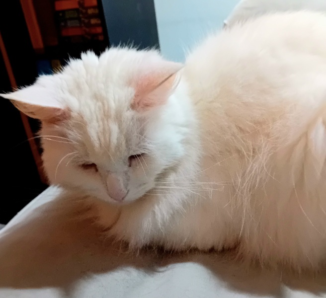 Carry On Catting - the Excellent Cats do what they do best