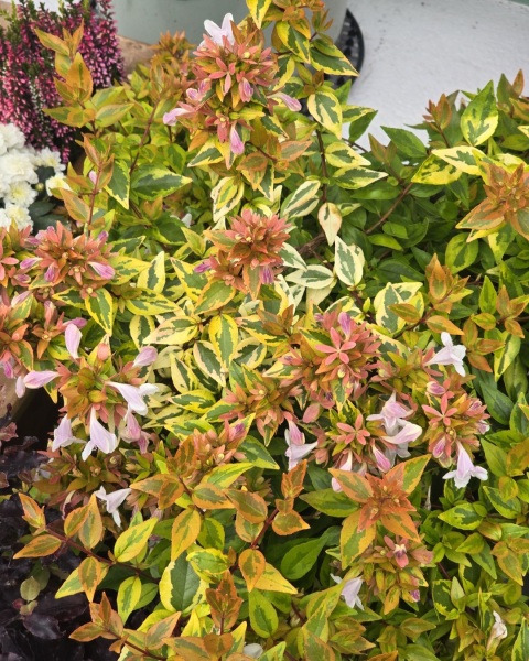 Your favourite 'fuss free plants'