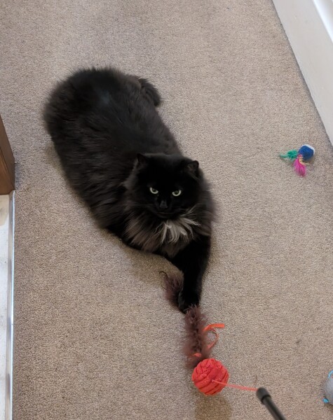 Carry On Catting - the Excellent Cats do what they do best