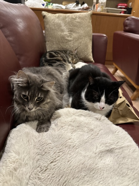 Carry On Catting - the Excellent Cats do what they do best