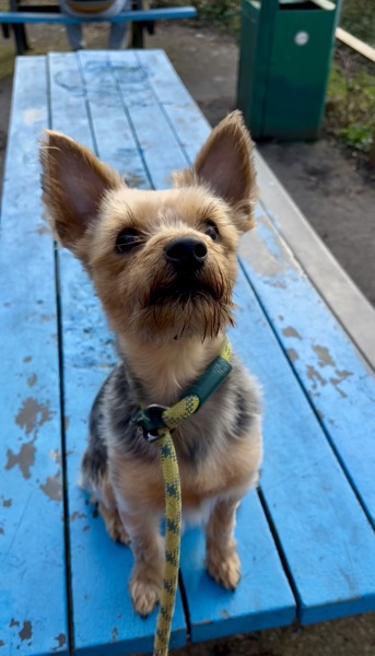 Thread 44 Starmer - Knolraap en lof, schorseneren en prei.