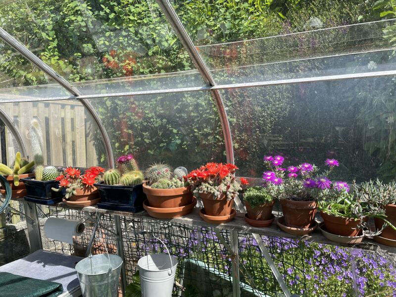 Greenhouse beginner!