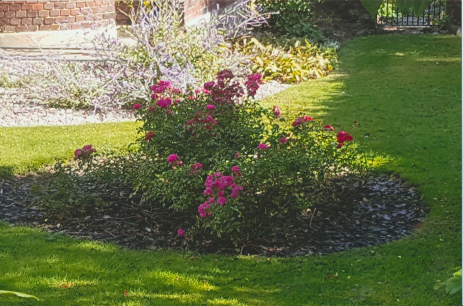 What kind of rose is this in a round flower bed?