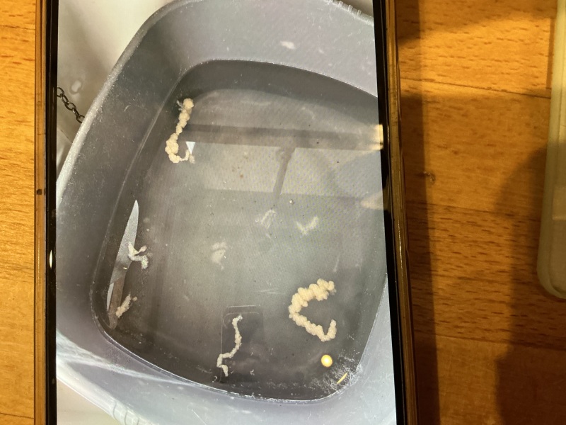 Help! What are these weird things in my sink?!