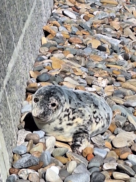 Year round Nigel Slater discussion thread - Part 3