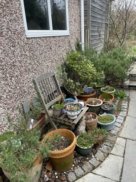 What have you done in the garden today? Part 8