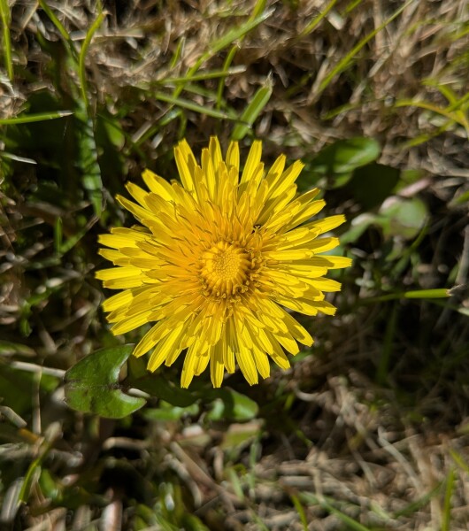 Year round Nigel Slater discussion thread - Part 3