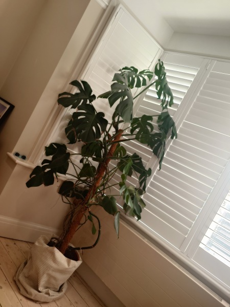 What can I use to support this Monstera?