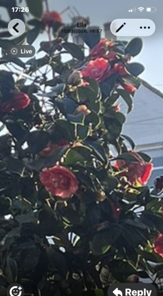 Name that plant!