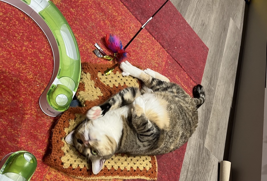 Carry On Catting - the Excellent Cats do what they do best