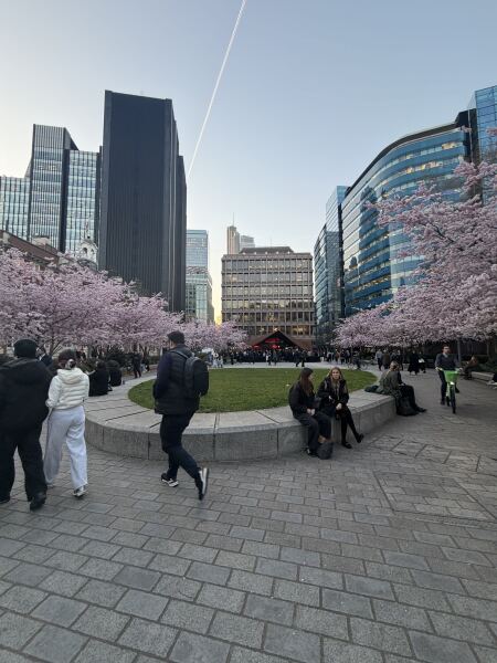 Where’s the best place in London to see cherry tree blossom today ?