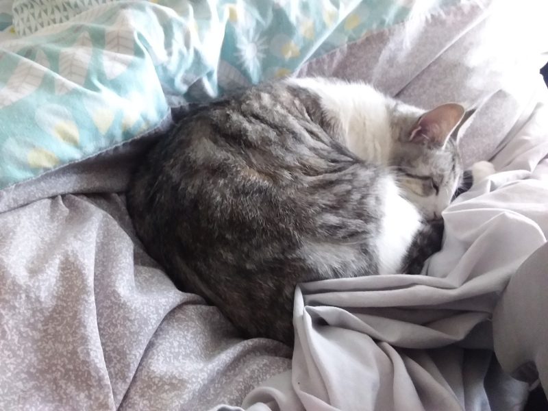 Carry On Catting - the Excellent Cats do what they do best