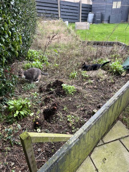 What have you done in the garden today? Part 7