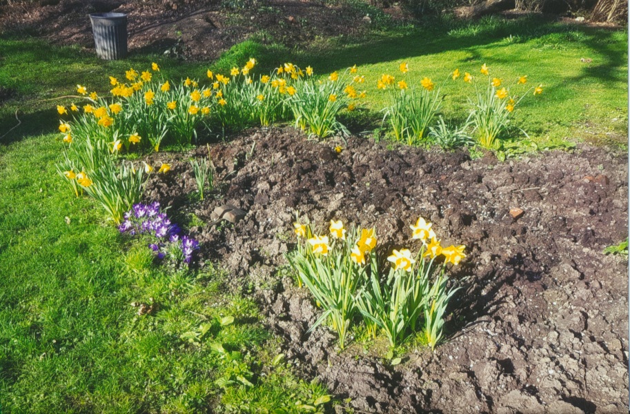 Can anyone ID these typical Surrey daffodils?