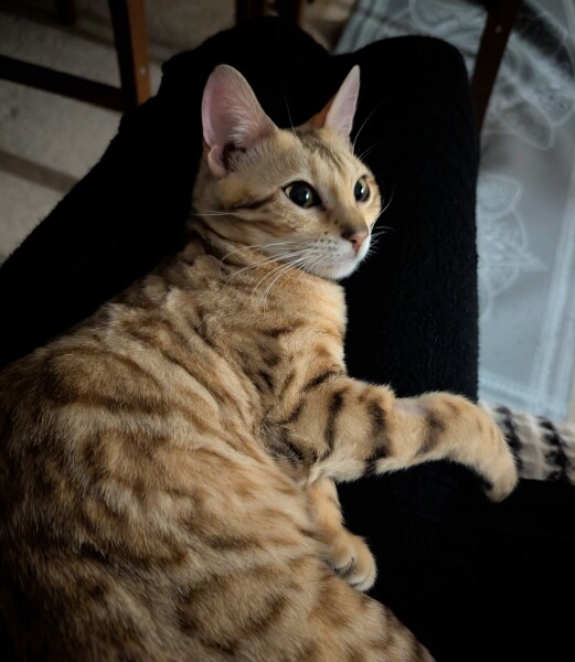 Carry On Catting - the Excellent Cats do what they do best