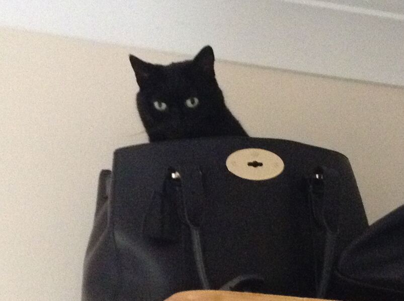 Carry On Catting - the Excellent Cats do what they do best