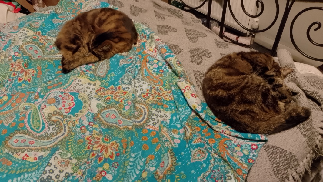 Thanks for the cat photos!