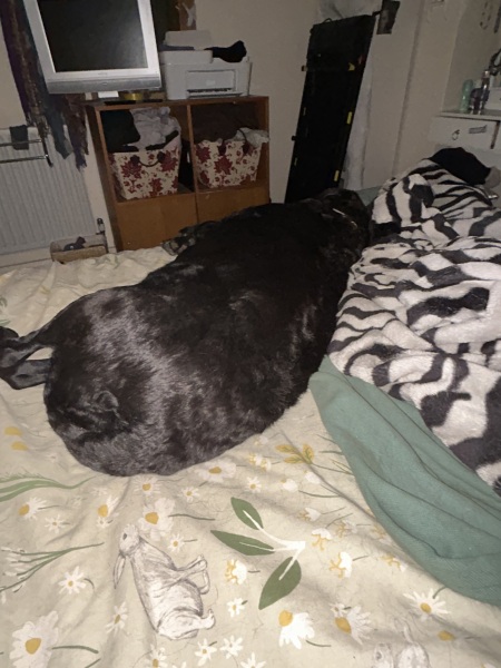 You swap sleeping positions with your pet , where are you sleeping tonight?