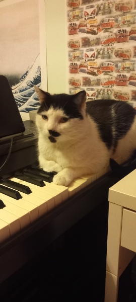 Carry On Catting - the Excellent Cats do what they do best