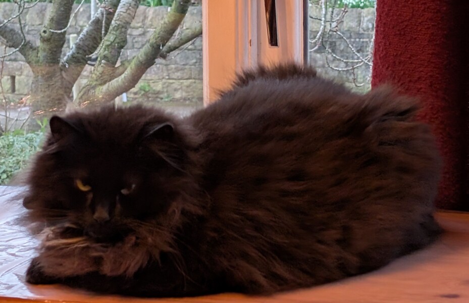 Carry On Catting - the Excellent Cats do what they do best