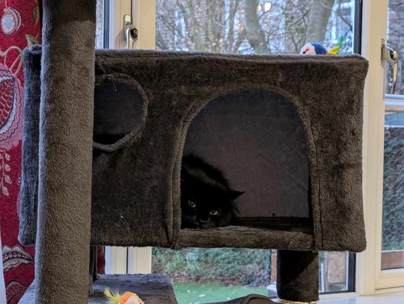 Carry On Catting - the Excellent Cats do what they do best