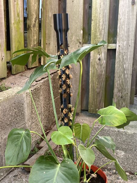 What have you done in the garden today? Part 8