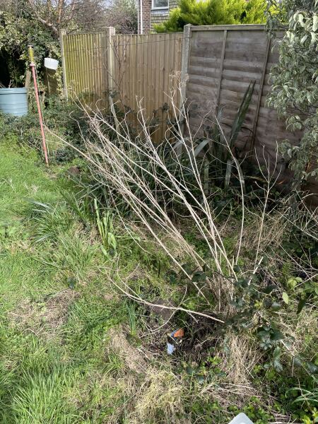 Cat/Bird friendly way to get rid of blackberry invasion