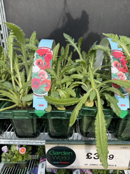 What have you done in the garden today? Part 8